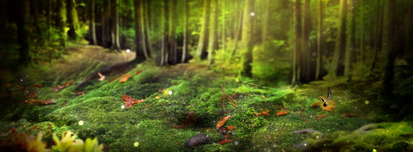 Background - Old Growth Forest - Jungle Transparent PNG