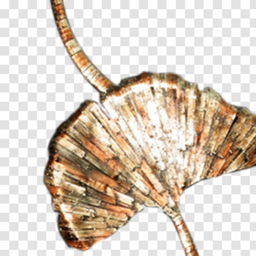 Seashell - Leaf Specimen Transparent PNG
