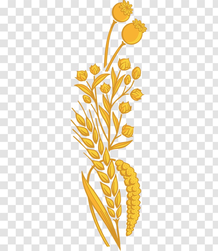 Grasses Food Plant Stem Clip Art - Organism - Wheat Grain Transparent PNG