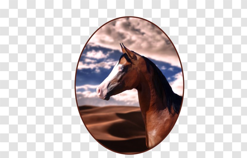 Mustang Stallion Rein Halter Freikörperkultur - Horse Tack Transparent PNG