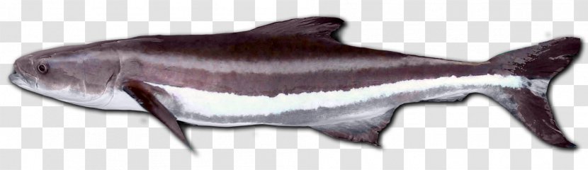 Cobia Largehead Hairtail Fish Pickhandle Barracuda Argyrosomus Japonicus - Porpoise Transparent PNG