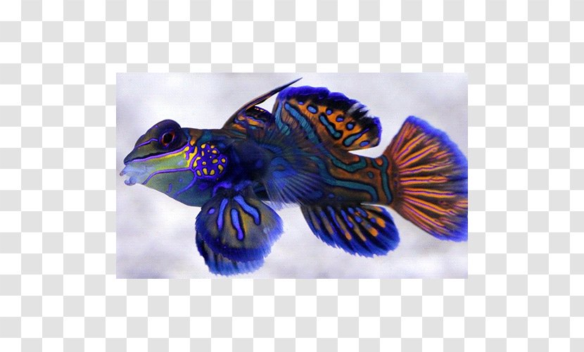 Cobalt Blue Marine Biology - Tail Transparent PNG