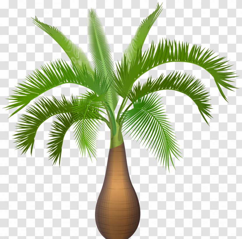 Hyophorbe Verschaffeltii Lagenicaulis Queen Palm Tree Subtropics - Grass - Plant Clip Art Image Transparent PNG