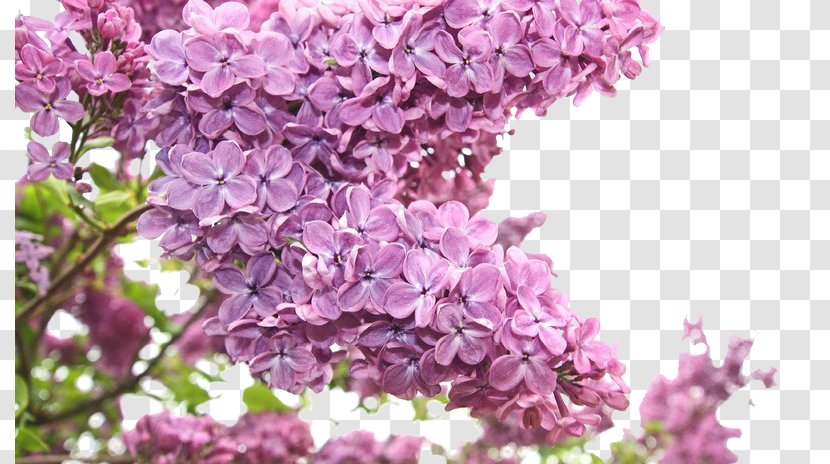 Flower Bouquet Purple Lilac - Stock Photography - Flowers Transparent PNG