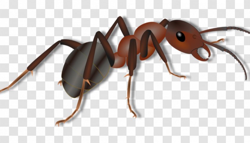Insect Red Imported Fire Ant Pest Colony Arthropod - Weevil Transparent PNG