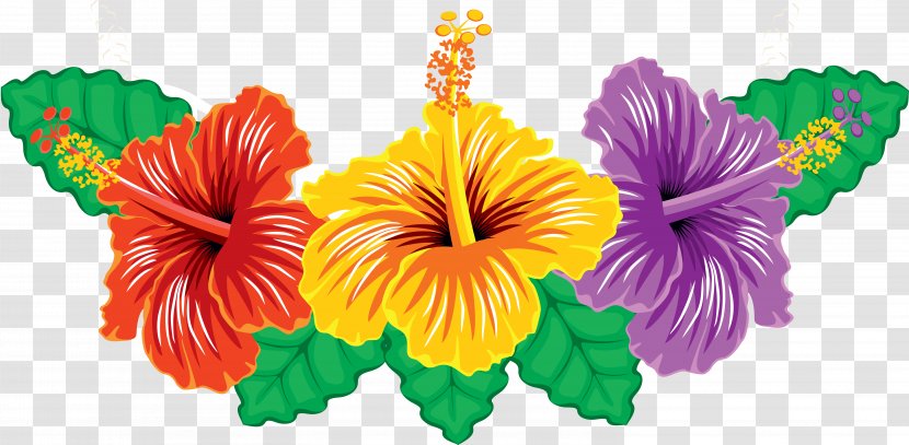 Hibiscus Clip Art - Flowering Plant - Malvales Transparent PNG