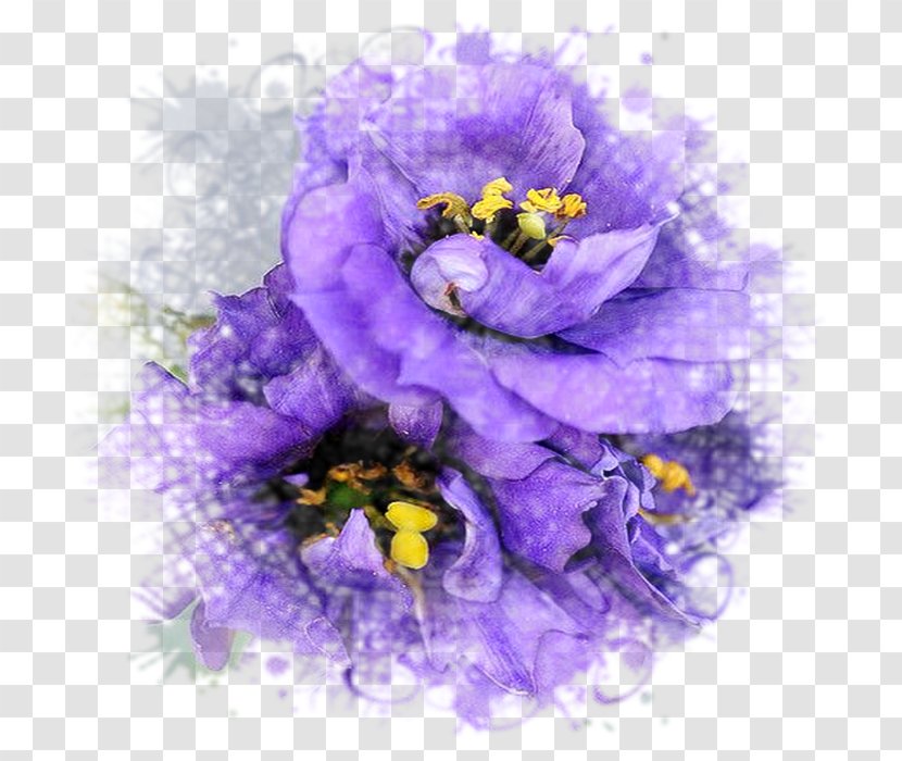 Flower Floral Design Oyster Petal - Computer - Arranging Transparent PNG