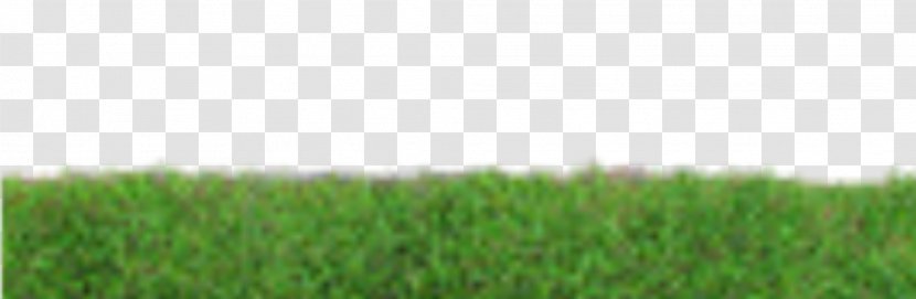 Grass Lawn Photography Transparent PNG
