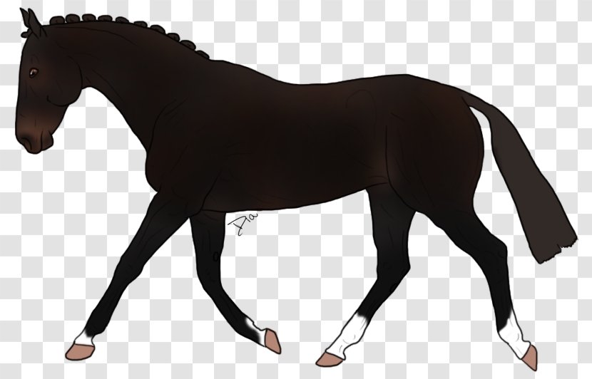 Mustang Stallion Appaloosa Mare Rein Transparent PNG