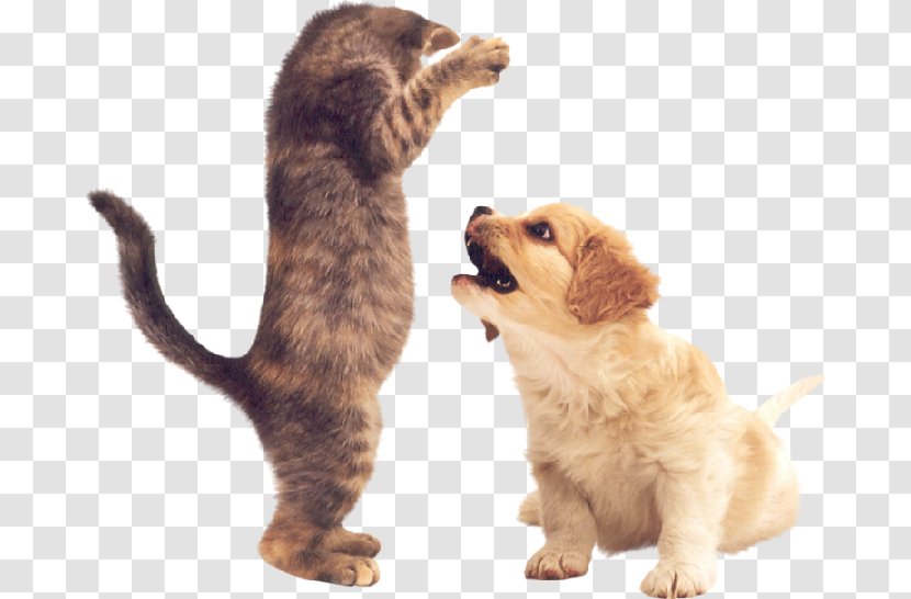 Puppy Kitten Cat Border Collie Pug - Mongrel Transparent PNG