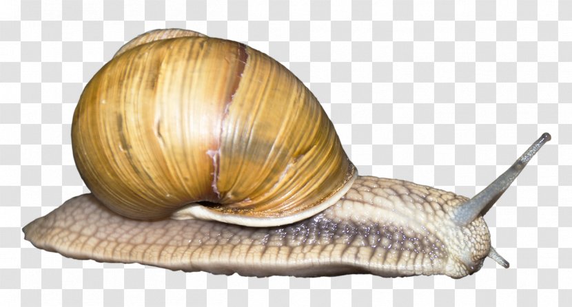 Snail Orthogastropoda Monoplacophora - Snails And Slugs Transparent PNG