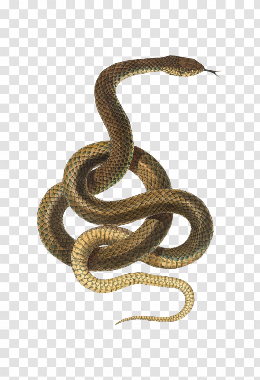 Snake Reptile Desktop Wallpaper - Viper Transparent PNG