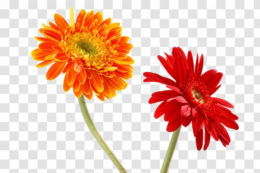 Transvaal Daisy Orange Chrysanthemum Red - Gerbera - And Transparent PNG
