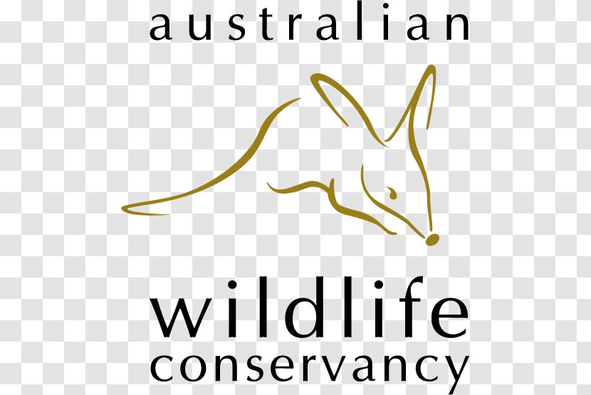 Australian Wildlife Conservancy Scotia Sanctuary Koala - Australia Transparent PNG