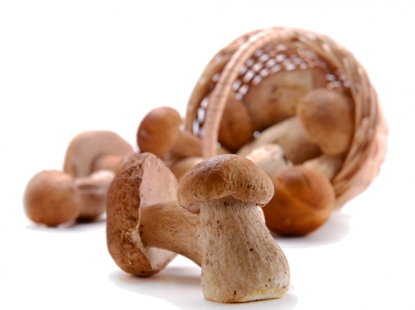 Shiitake Hericium Erinaceus Edible Mushroom Fungus - Oyster Transparent PNG