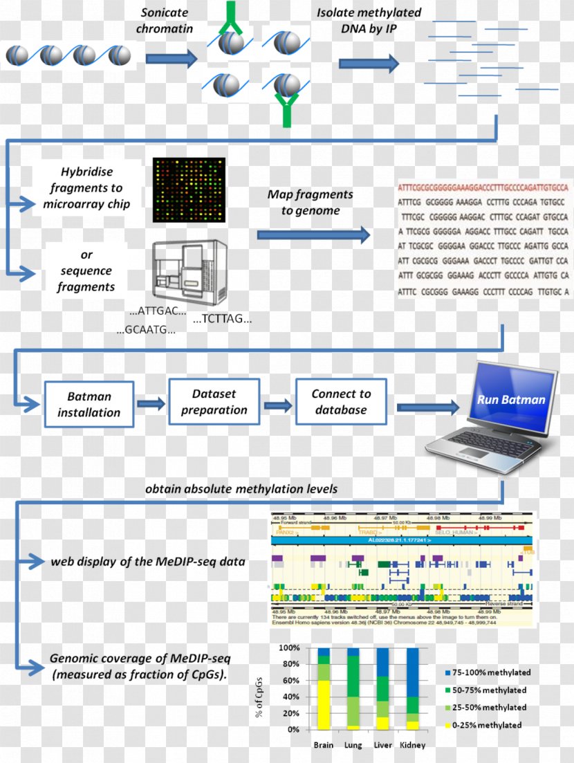 Research DNA Methylation Bayesian Tool For Analysis Inference - Brand - Gene Transparent PNG