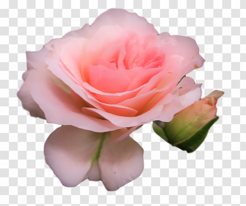 Garden Roses Transparent PNG