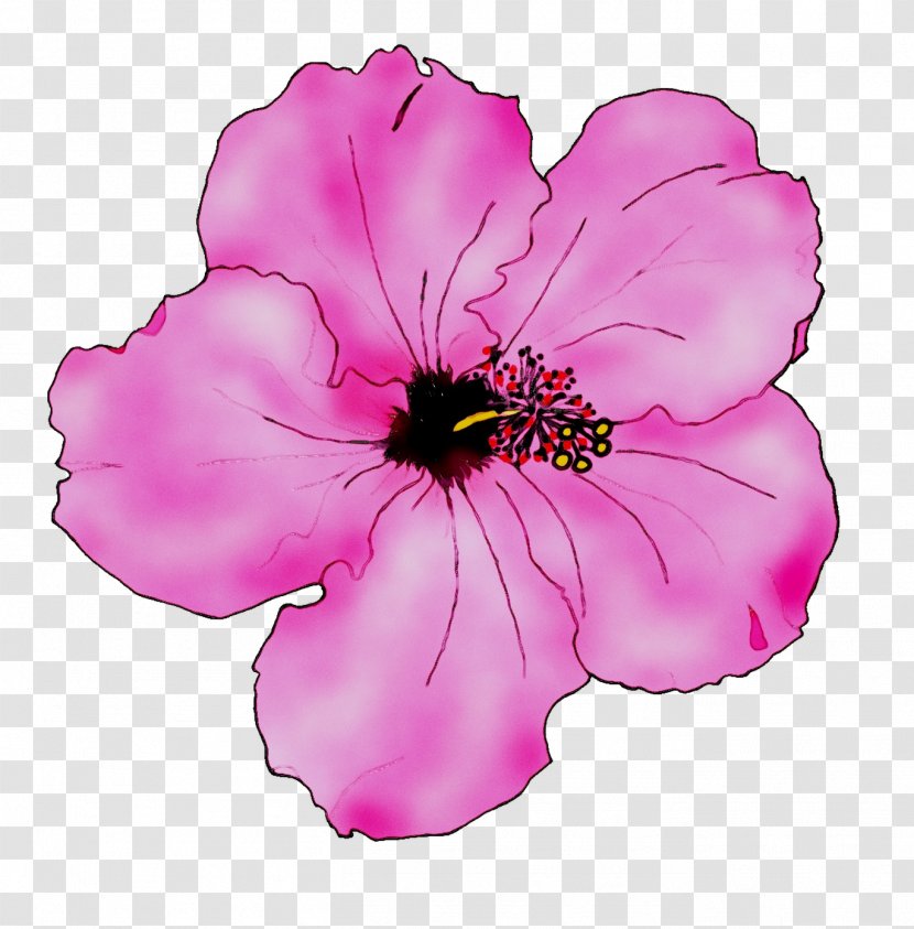 Rosemallows Annual Plant Herbaceous Pink M - Petunia - Flower Transparent PNG