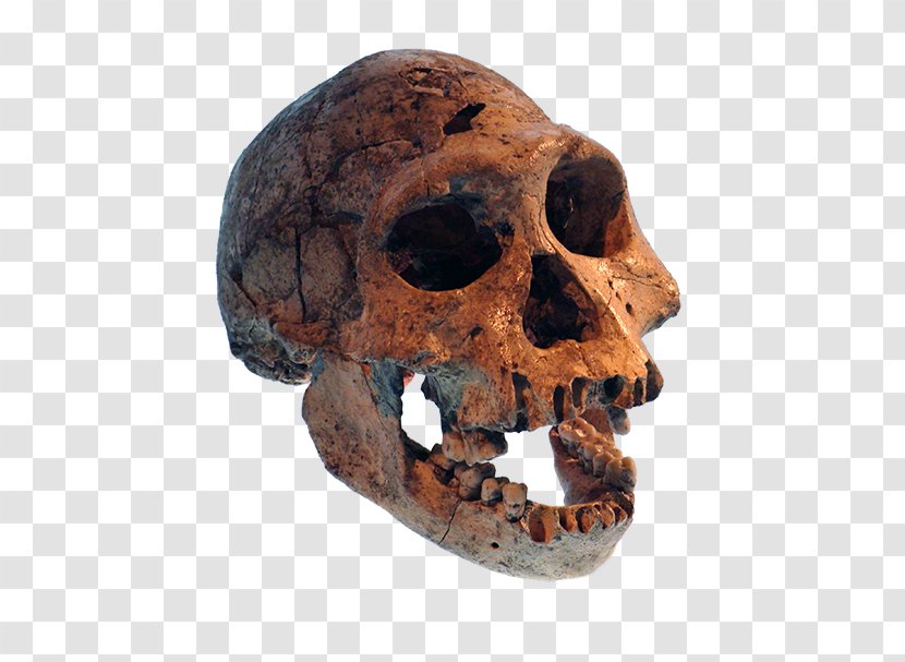 Prehistory Skull Neanderthal Dmanisi Homo Sapiens - Human Evolution Transparent PNG
