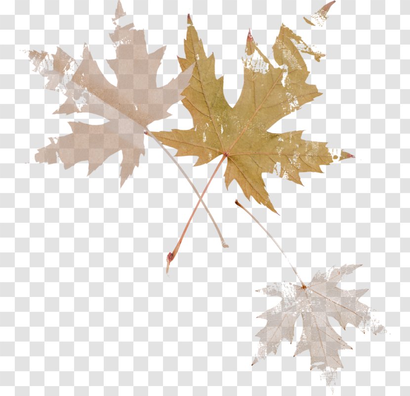 Maple Leaf Осенние листья Branch - Plant Transparent PNG