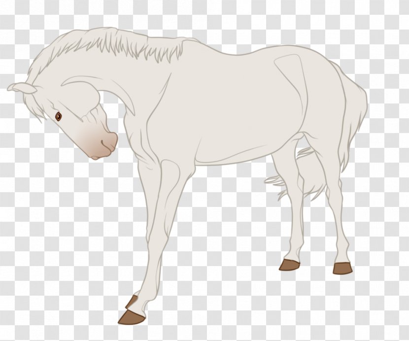 Mule Foal Stallion Halter Mare - Mustang Transparent PNG