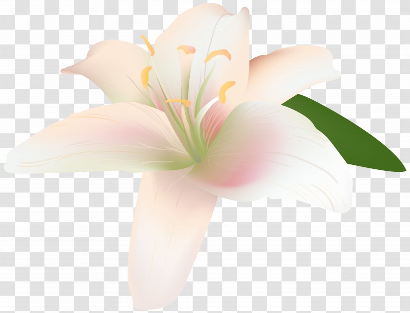 Lilium Cut Flowers Petal Lily Of The Incas - Alstroemeriaceae - Flower Transparent PNG