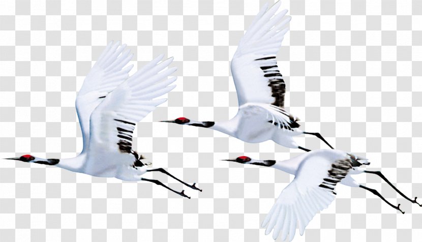 Red-crowned Crane Bird Flight Siberian - Information - White Transparent PNG