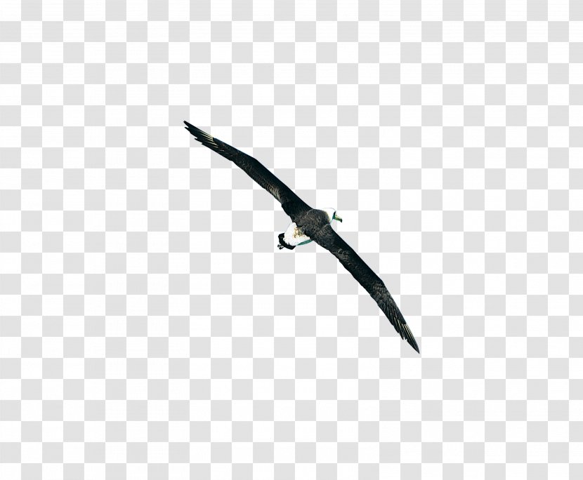 Bird Black White Sky Font - And - Soar Eagle Transparent PNG