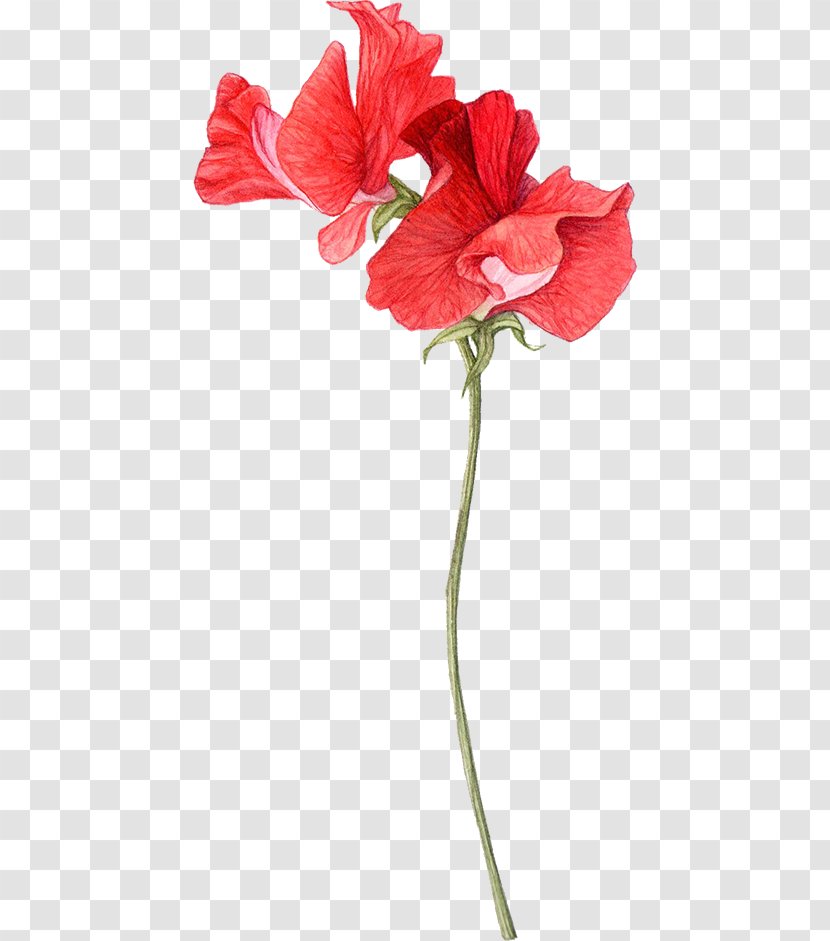 Sweet Pea Drawing Flowers Watercolor Painting - Sweat Transparent PNG