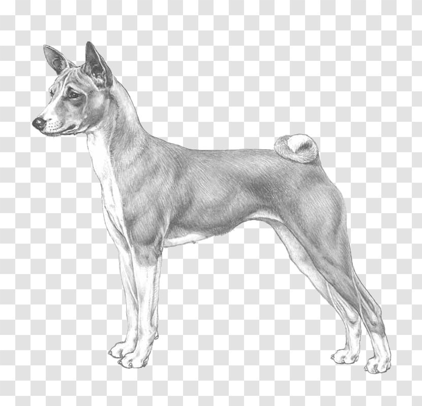 Italian Greyhound Basenji Whippet Dog Breed Old English Terrier - Like Mammal - Chow Transparent PNG