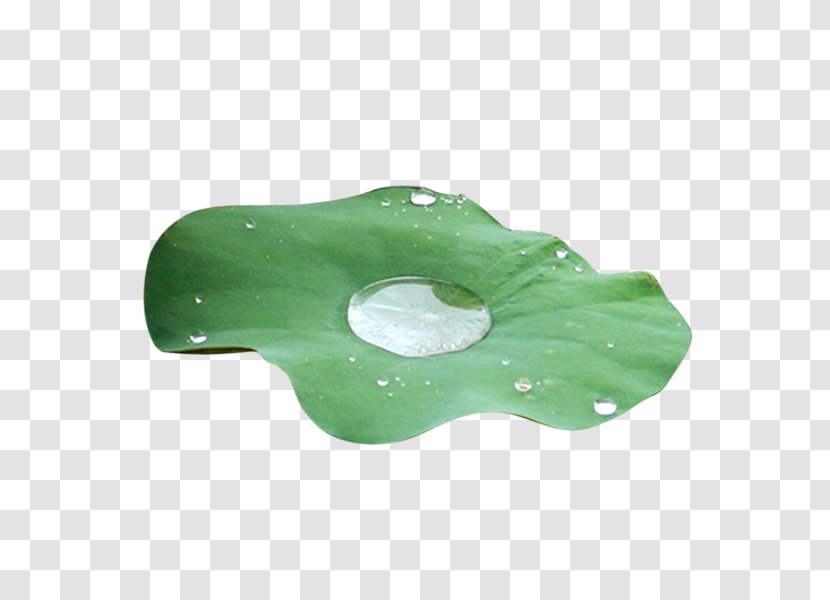 Nelumbo Nucifera Lotus Effect Leaf Clip Art - Green - Water Drops Transparent PNG