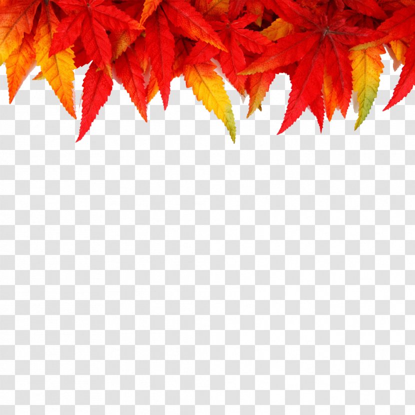 Desktop Wallpaper Picture Frames Autumn - Orange - Dead Leaves Transparent PNG