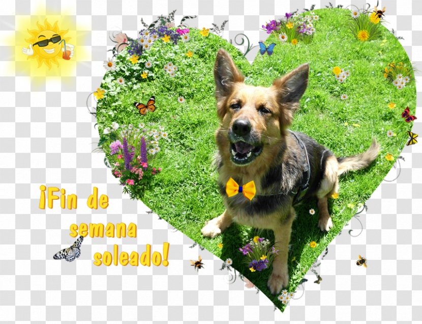 German Shepherd Dog Breed Razas Nativas Vulnerables - Greetings Transparent PNG