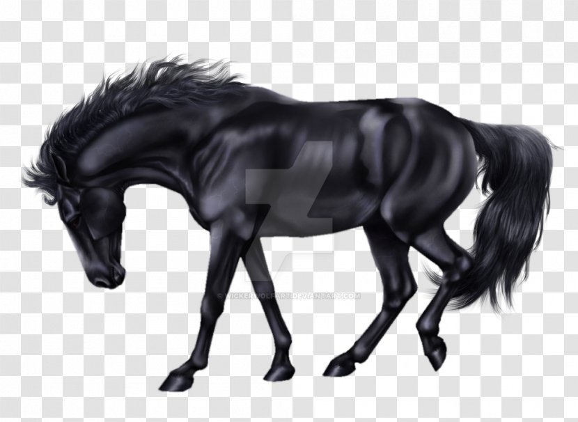 Mane Mustang Stallion Mare Pony - Black And White Transparent PNG