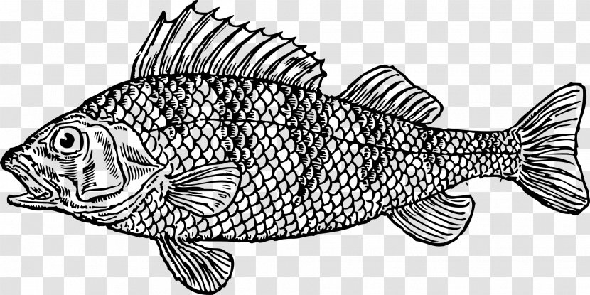 Goldfish Fish Scale Clip Art - Seafood - Sea Animals Transparent PNG