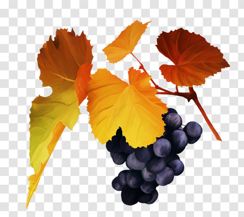 Grape Autumn Clip Art Transparent PNG