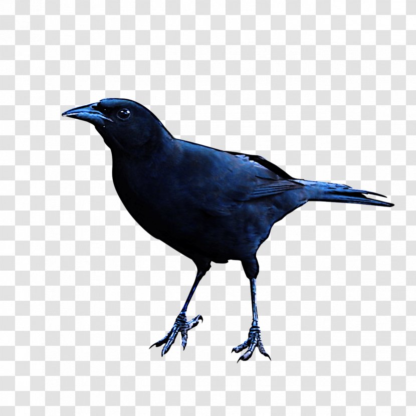 Bird Beak Fish Crow Crow-like - Raven - Blackbird Boat Tailed Grackle Transparent PNG