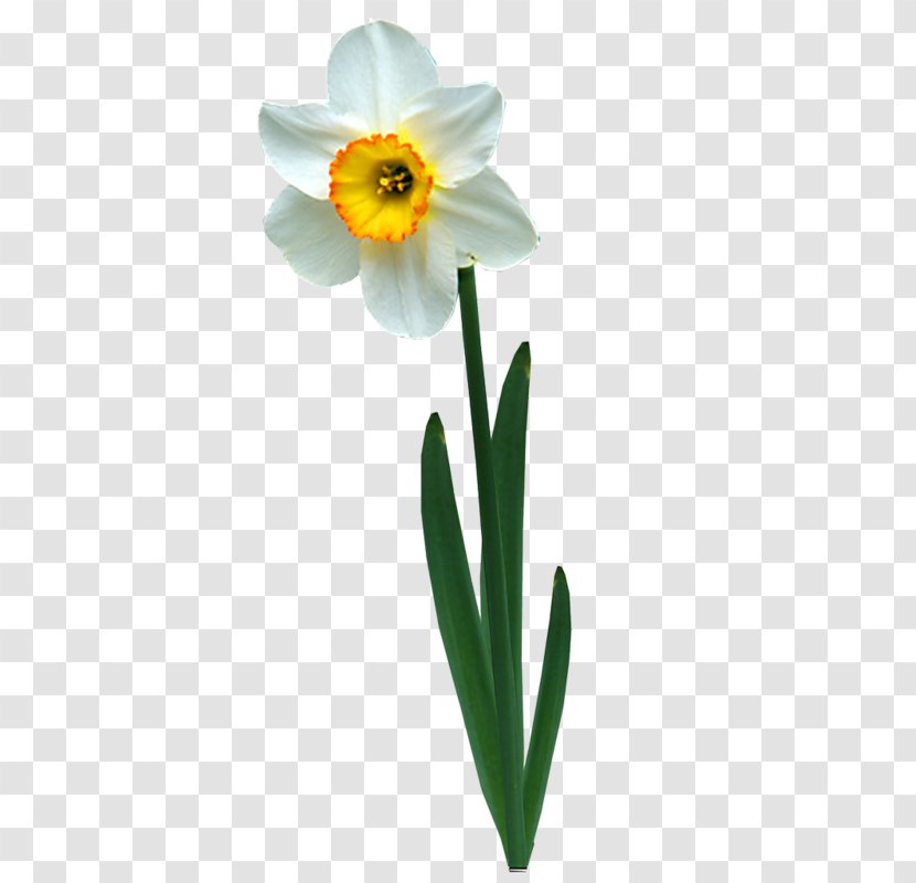Daffodil Jonquille Animation - Net - Narcissus Transparent PNG