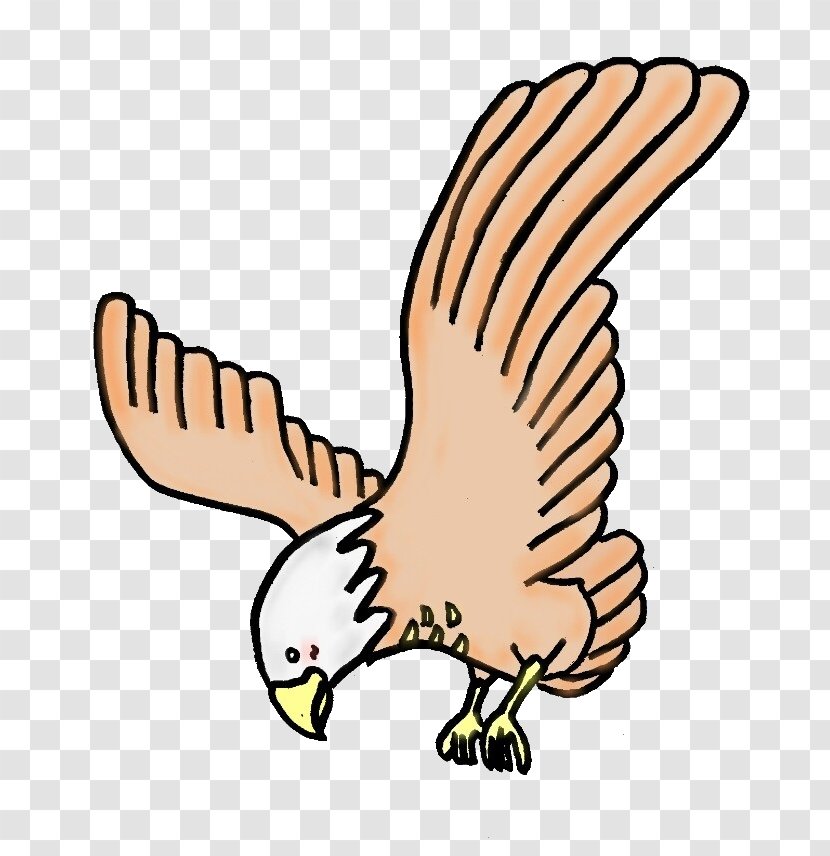 Hawk Eagle Clip Art Illustration Aquila - Fauna Transparent PNG