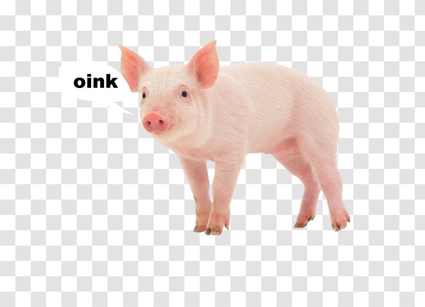 Miniature Pig Stock Photography Royalty-free Transparent PNG