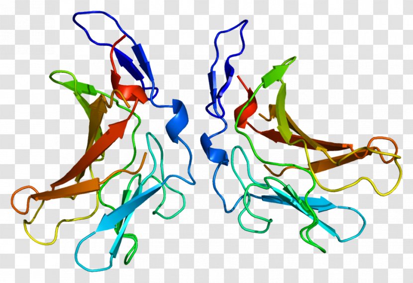 Insulin-like Growth Factor 2 Receptor Mannose 6-phosphate - Cartoon - Watercolor Transparent PNG