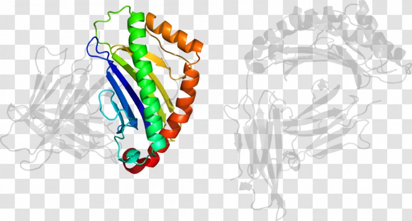 Organism Line Clip Art - Frame Transparent PNG