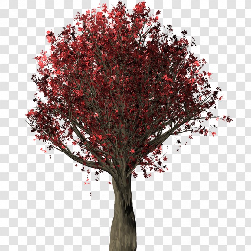 Branch Tree Northern Red Oak Trunk Shrub - Woody Plant Transparent PNG