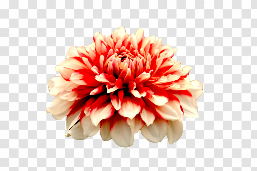 Dahlia Floristry Cut Flowers Chrysanthemum Petal Transparent PNG
