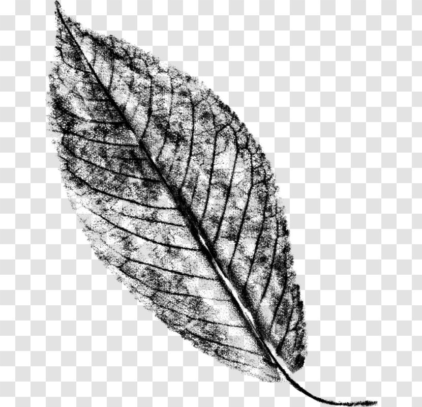 Leaf Line - Botany - Feather Transparent PNG
