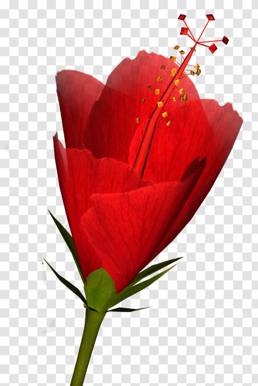 Cut Flowers Plant Rose - Flower - Hibiscus Transparent PNG