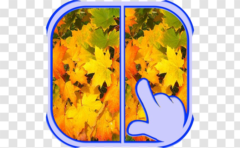 Maple Leaf Autumn Color Yellow - Plant - Spot The Difference Transparent PNG