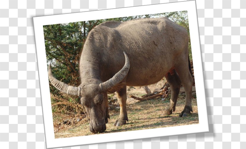 Wild Water Buffalo Cattle Tamaraw American Bison - Bubalus Transparent PNG