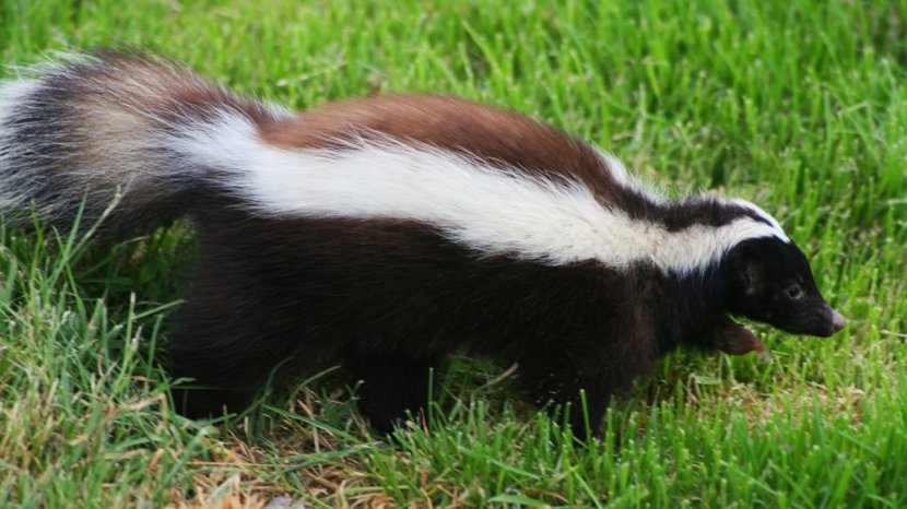 Patagonia Humboldt's Hog-nosed Skunk Musteloidea Coyote Transparent PNG