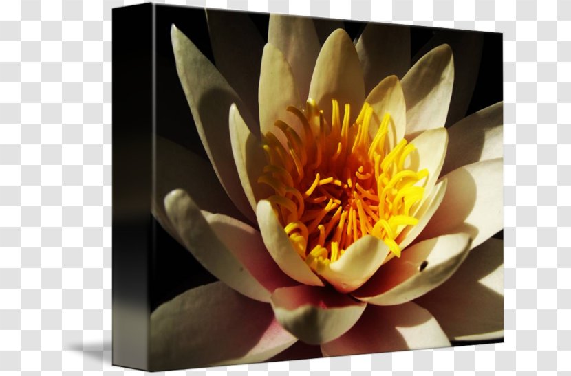 Paper Canvas Print Photographic Printing - Water Lilies Transparent PNG